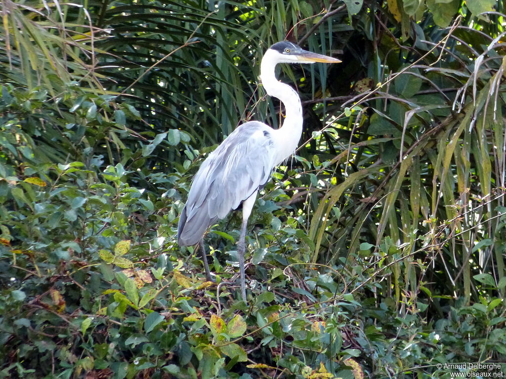 Cocoi Heron