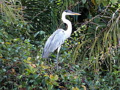 Cocoi Heron