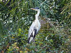 Cocoi Heron