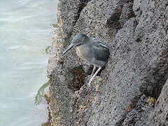 Lava Heron