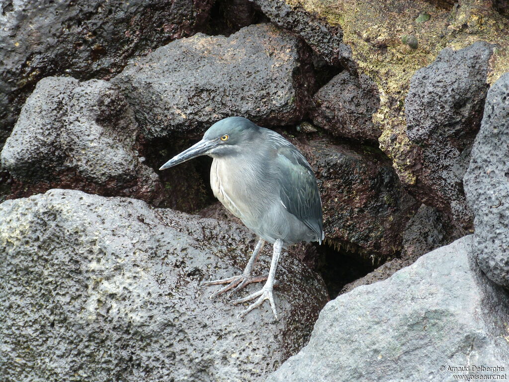 Lava Heron