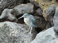 Héron des Galapagos