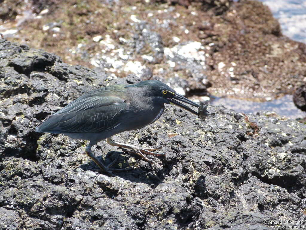 Lava Heron