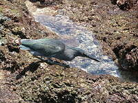 Héron des Galapagos