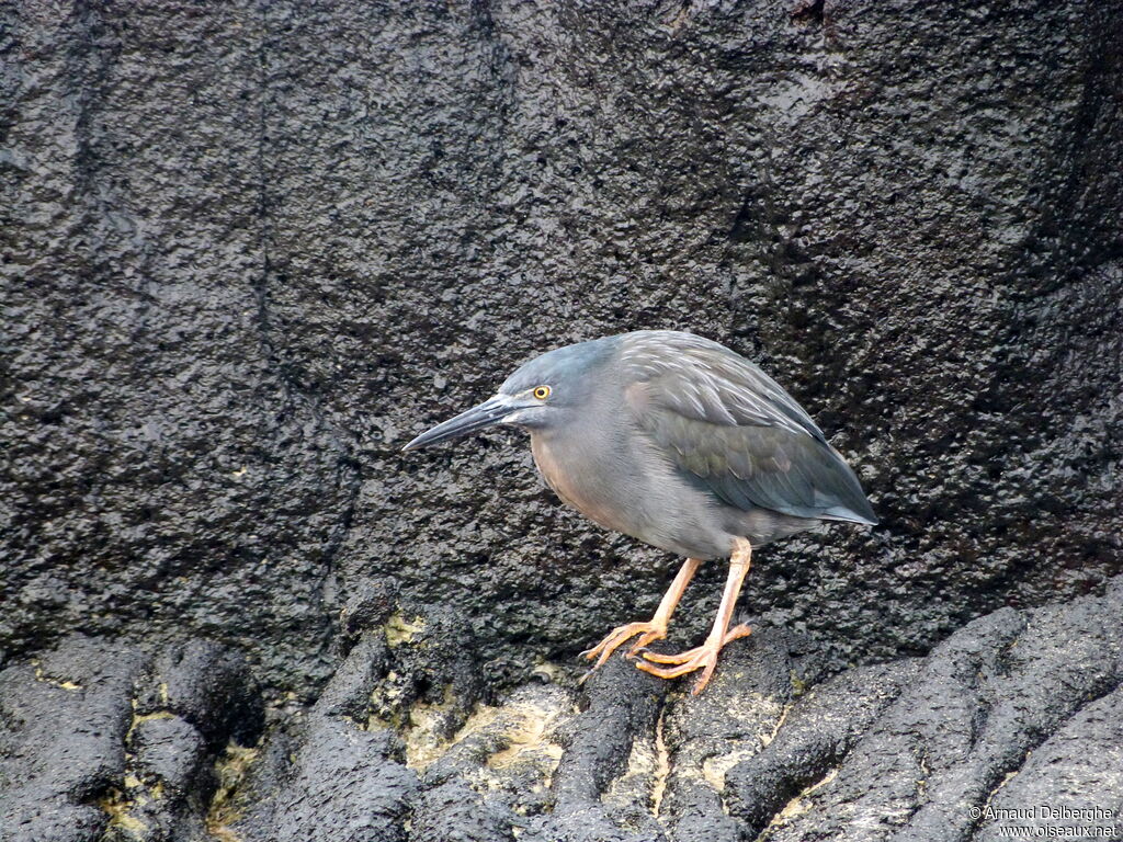 Lava Heron