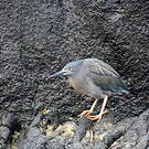 Héron des Galapagos