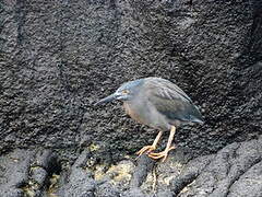 Lava Heron