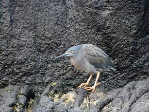 Héron des Galapagos