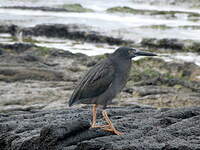 Héron des Galapagos