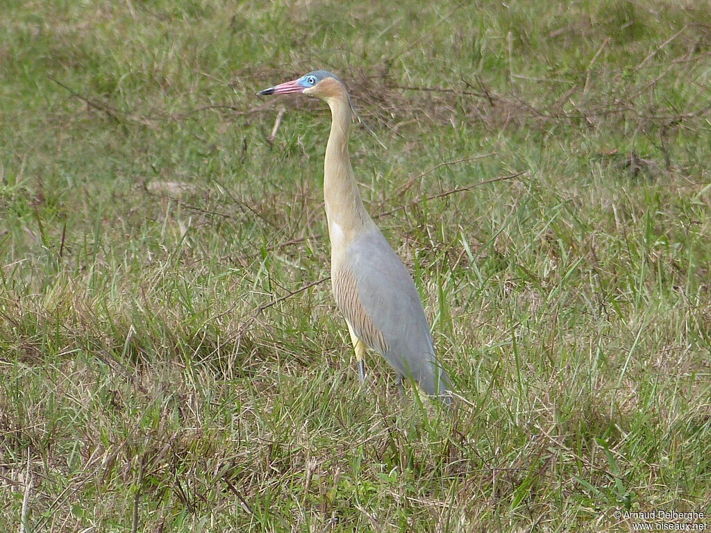 Whistling Heron