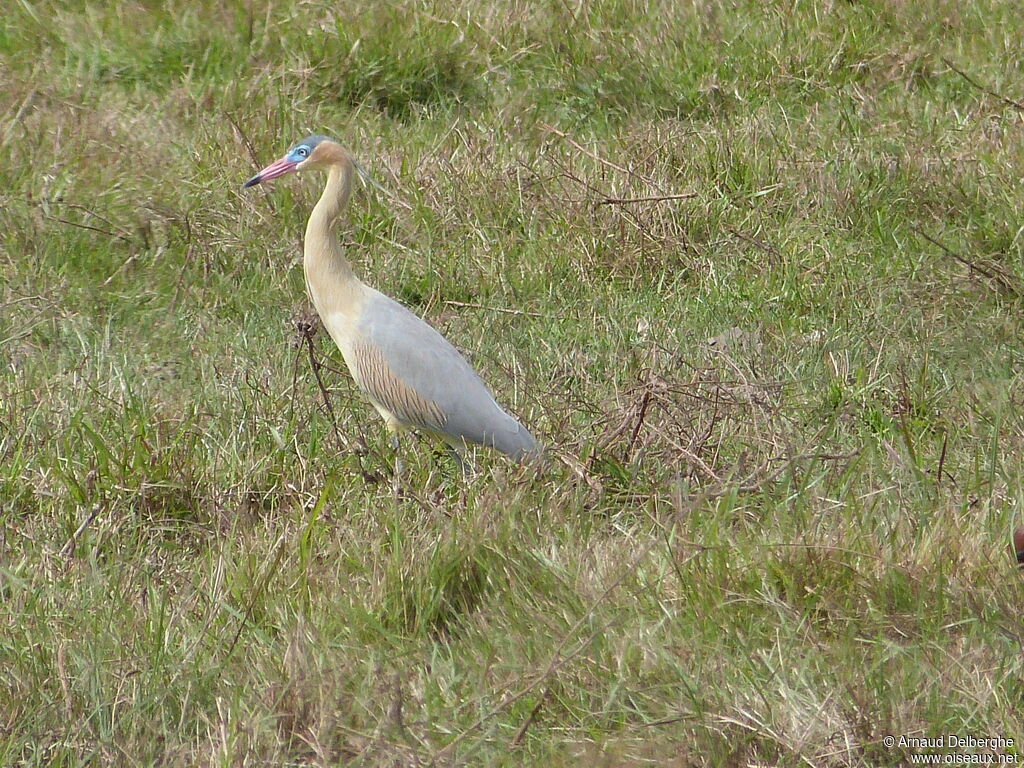 Whistling Heron