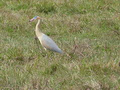 Whistling Heron