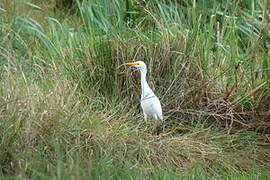 Western Cattle Egret