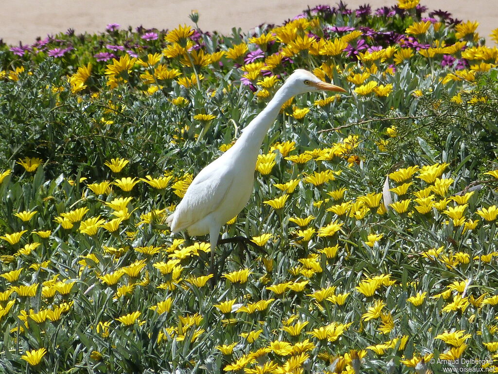 Western Cattle Egret