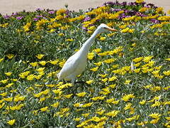 Western Cattle Egret