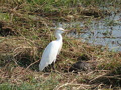 Western Cattle Egret