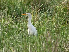 Western Cattle Egret