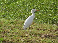 Western Cattle Egret