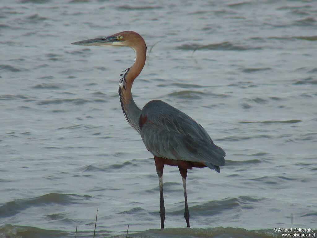 Goliath Heron