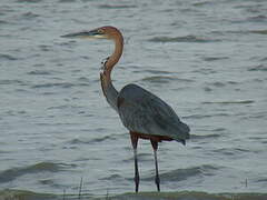 Goliath Heron