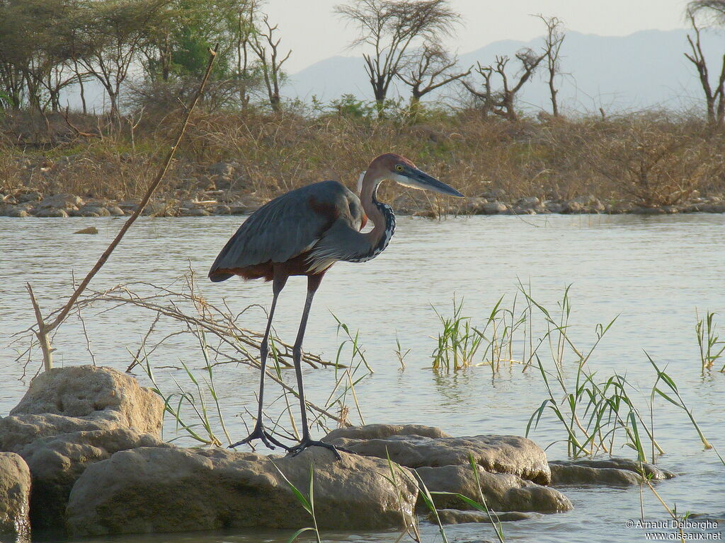 Goliath Heron