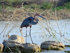 Goliath Heron