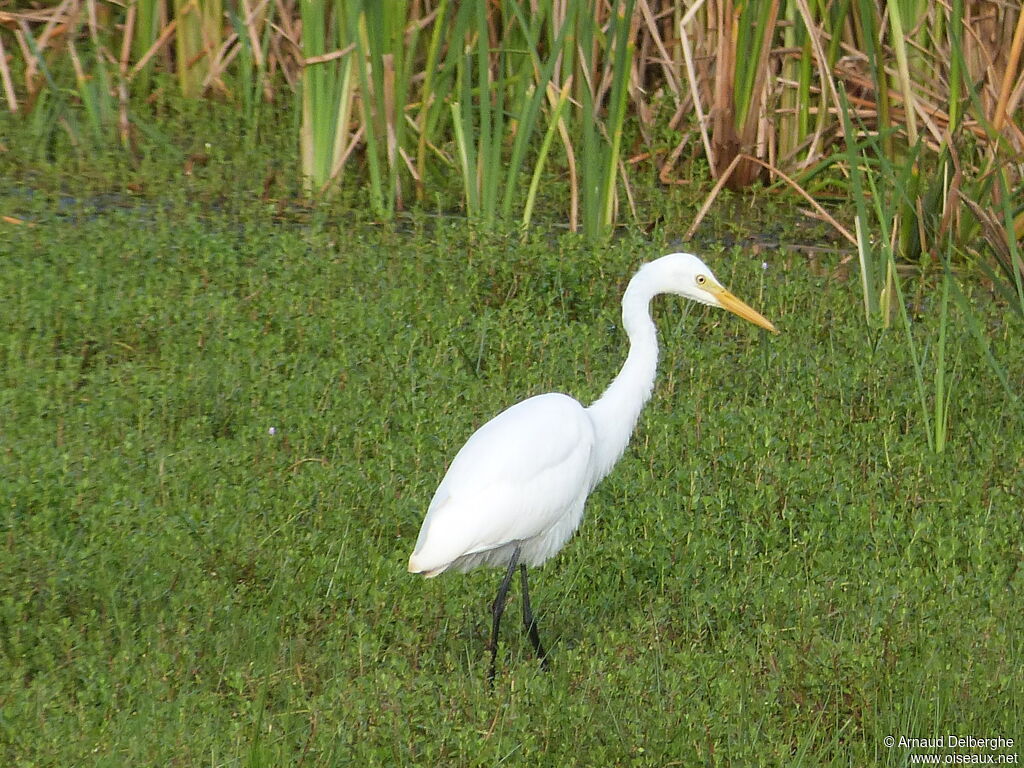 Medium Egret