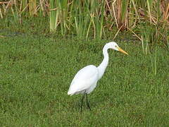 Medium Egret