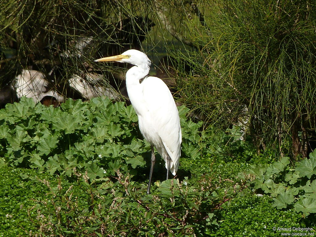 Medium Egret