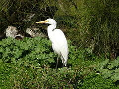 Medium Egret