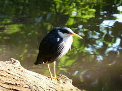 Pied Heron