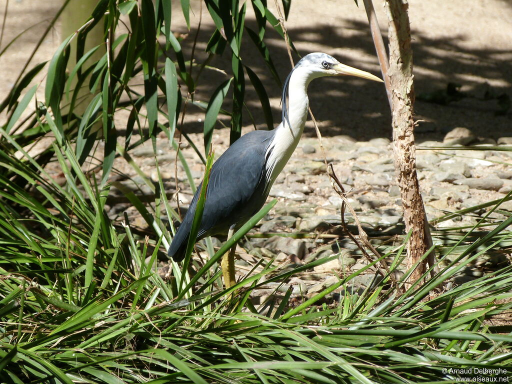 Pied Heron