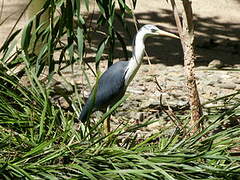 Pied Heron