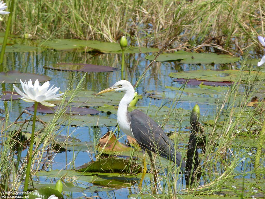 Héron pieadulte, habitat