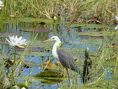 Pied Heron