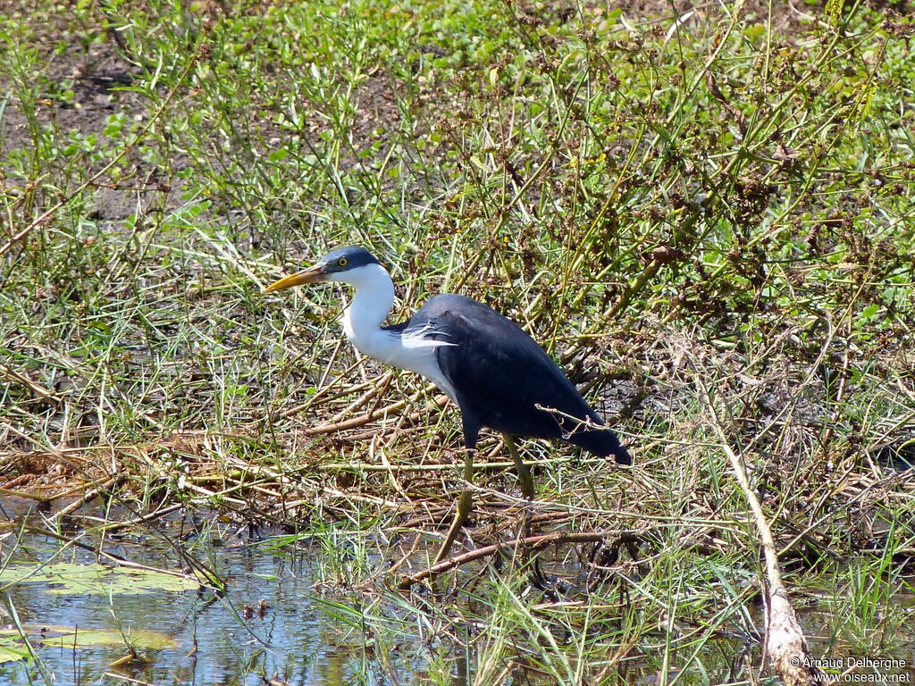 Pied Heron