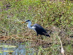 Pied Heron