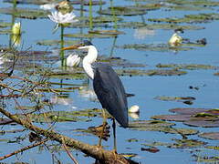 Pied Heron