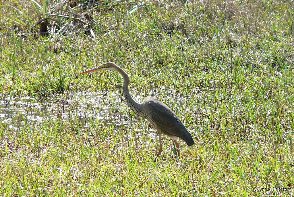 Purple Heron