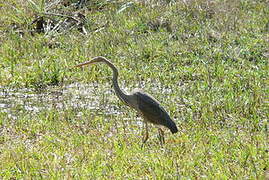 Purple Heron