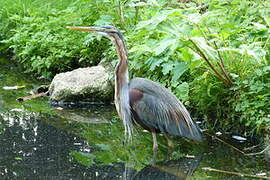 Purple Heron