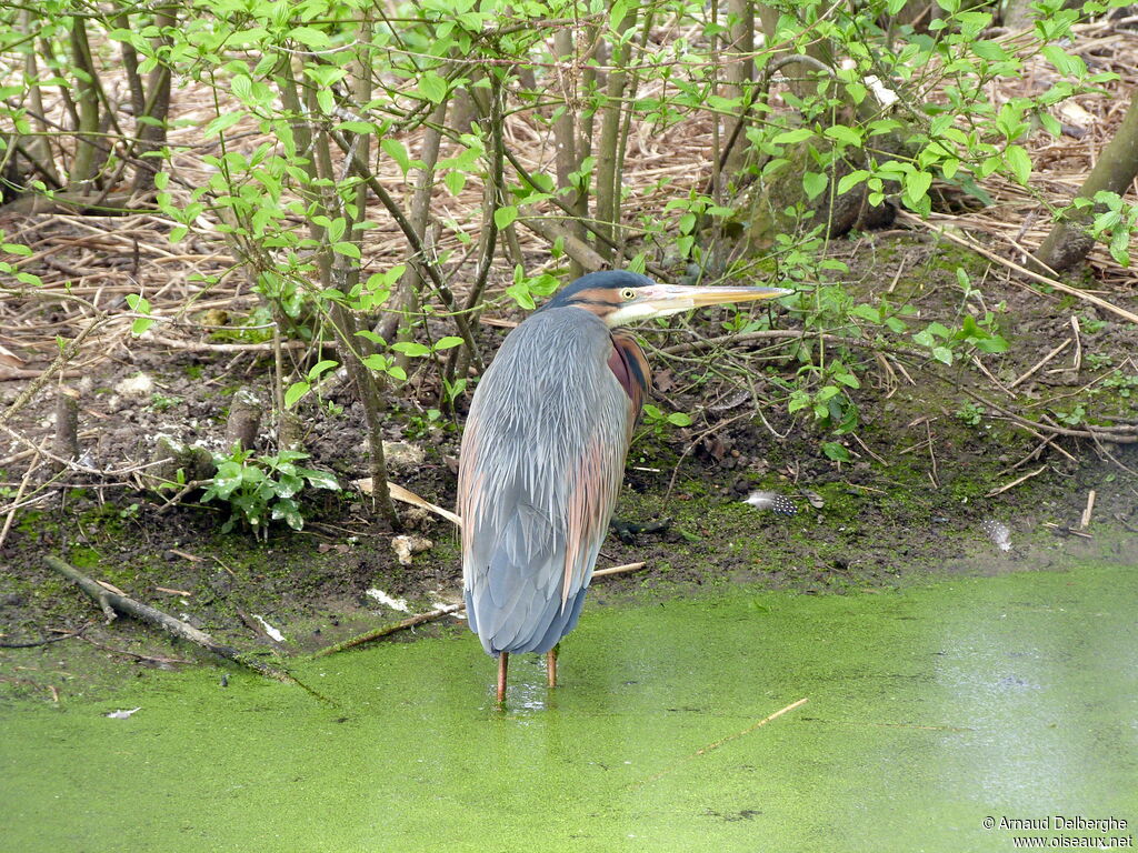 Purple Heron