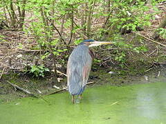 Purple Heron