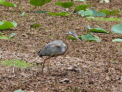 Purple Heron