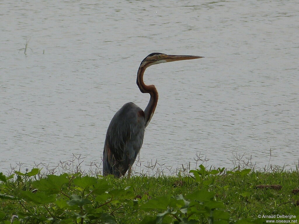 Purple Heron