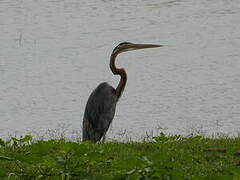 Purple Heron