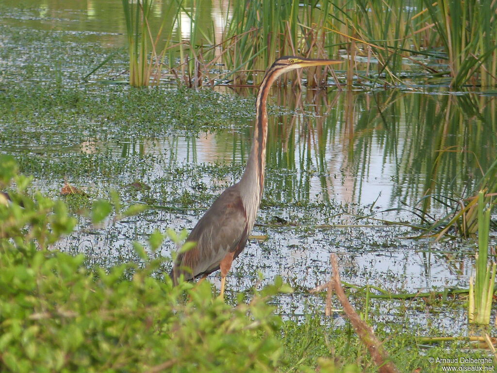 Purple Heron