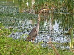 Purple Heron