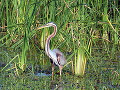 Purple Heron