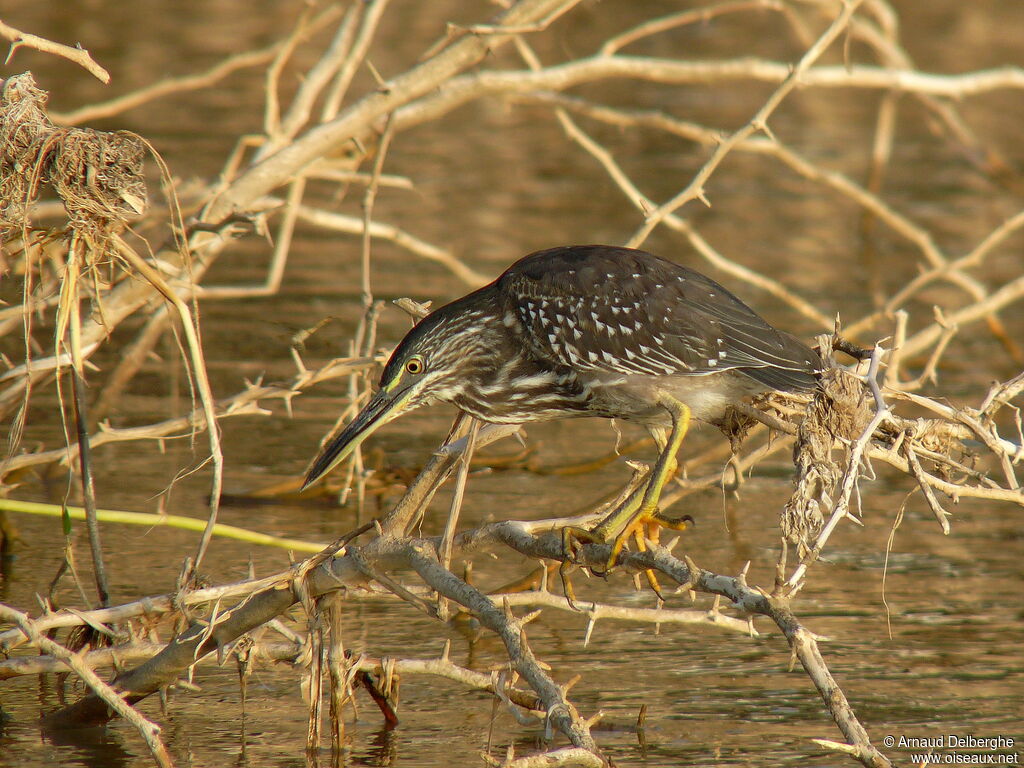 Striated Heronjuvenile